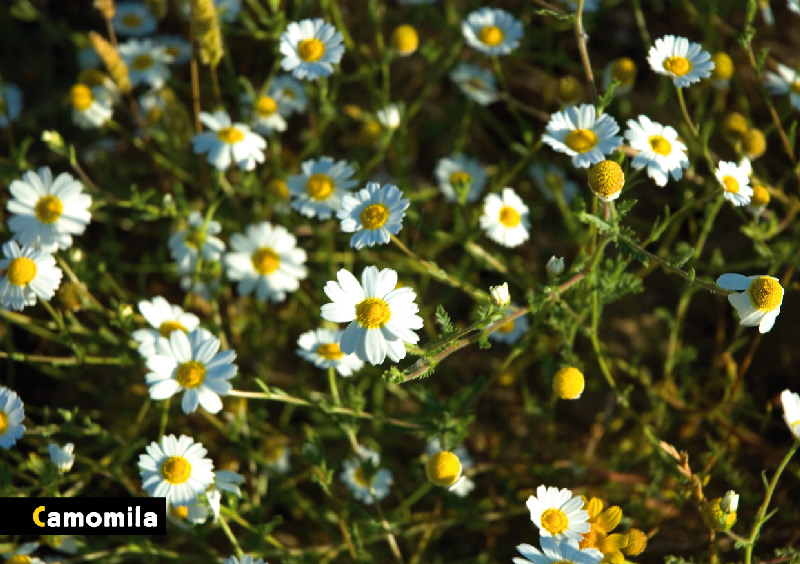 AF Flora Camomila Sm