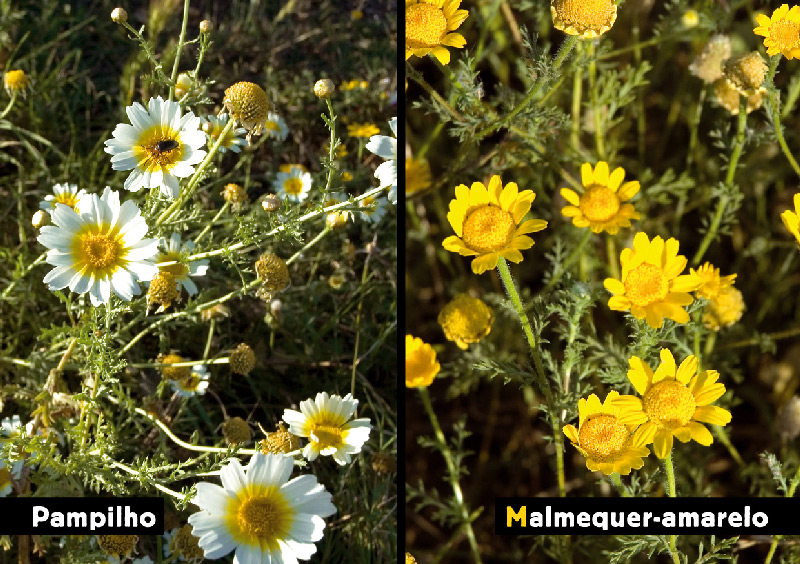 AF Flora MalmequerPampilho Sm