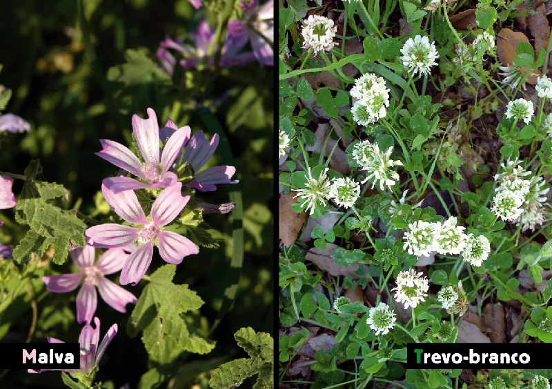 AF Flora MalvaTrevo Sm