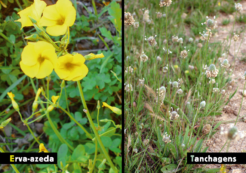 AF Flora TanchagensAzeda Sm