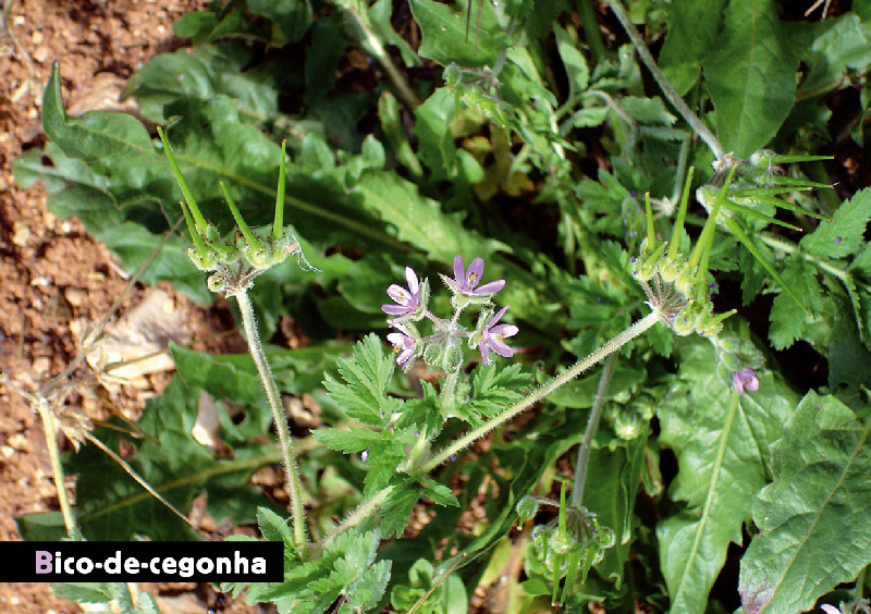 AF Flora Bicodecegonha Sm