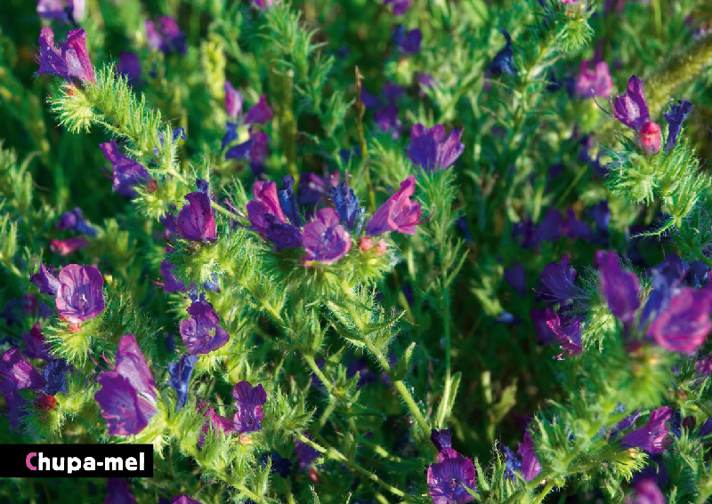 AF Flora Chupamel Sm