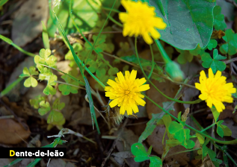 AF Flora Denteleao Sm