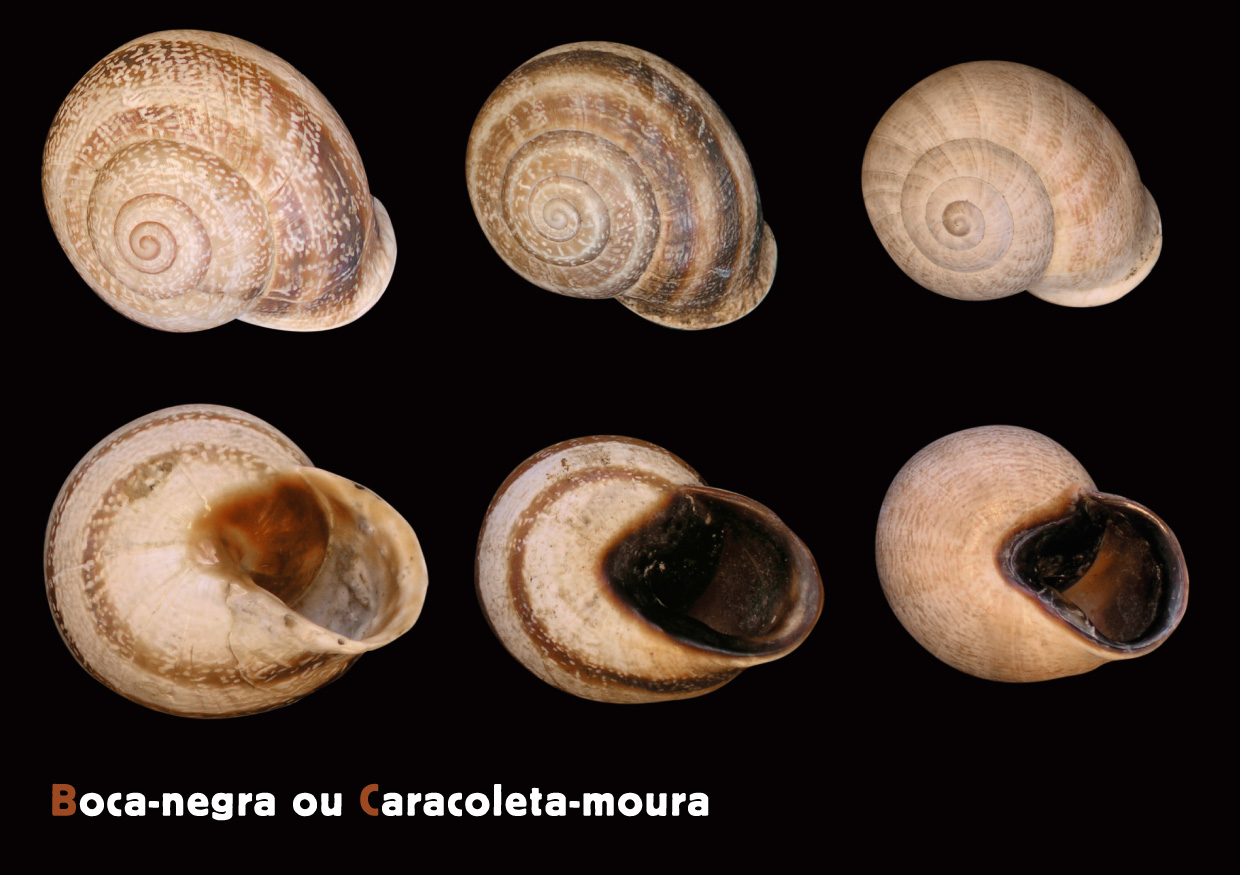 AF Terrestre BocaNegra