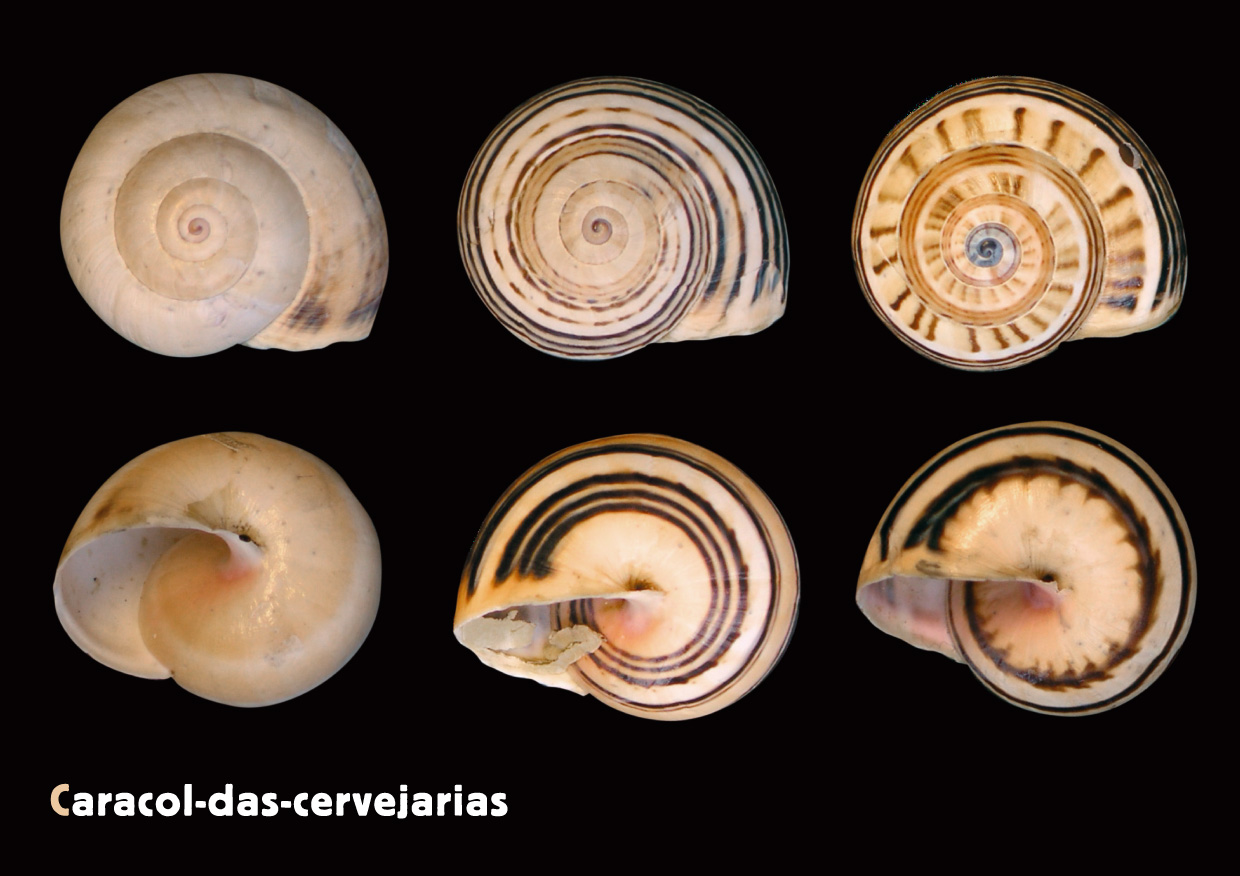 AF Terrestre CaracolCervejarias