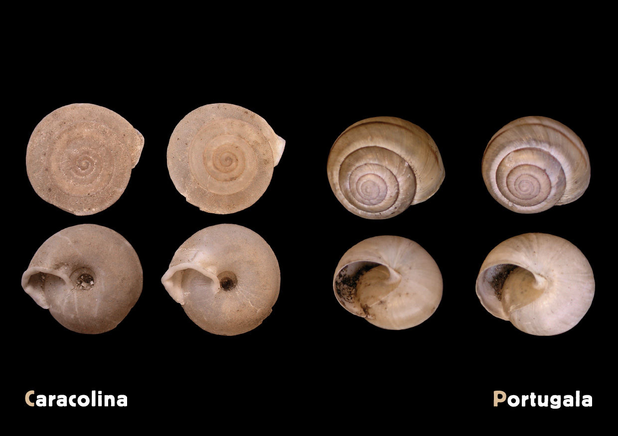 AF Terrestre CaracolinaPortugala