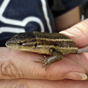 Escamas e linguarudos: em busca dos lagartos da serra  | Diana Barbosa (Exp. Darwin)