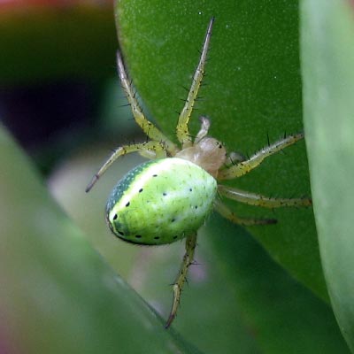 As Aranhas