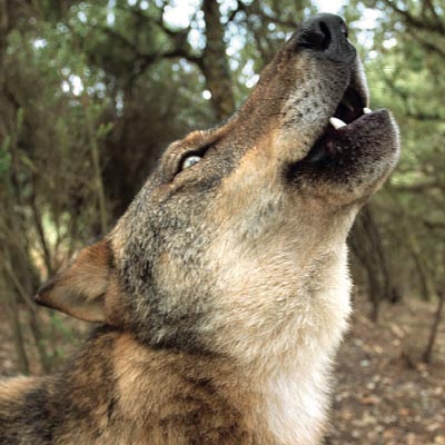 O Lobo
