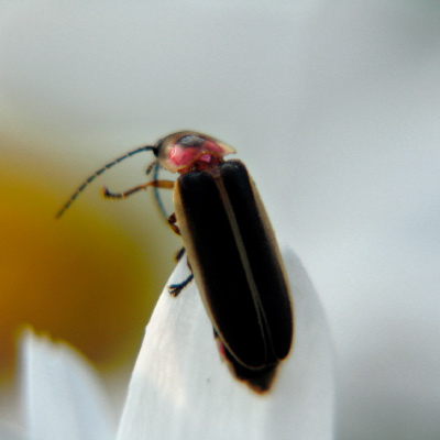 Pirilampos