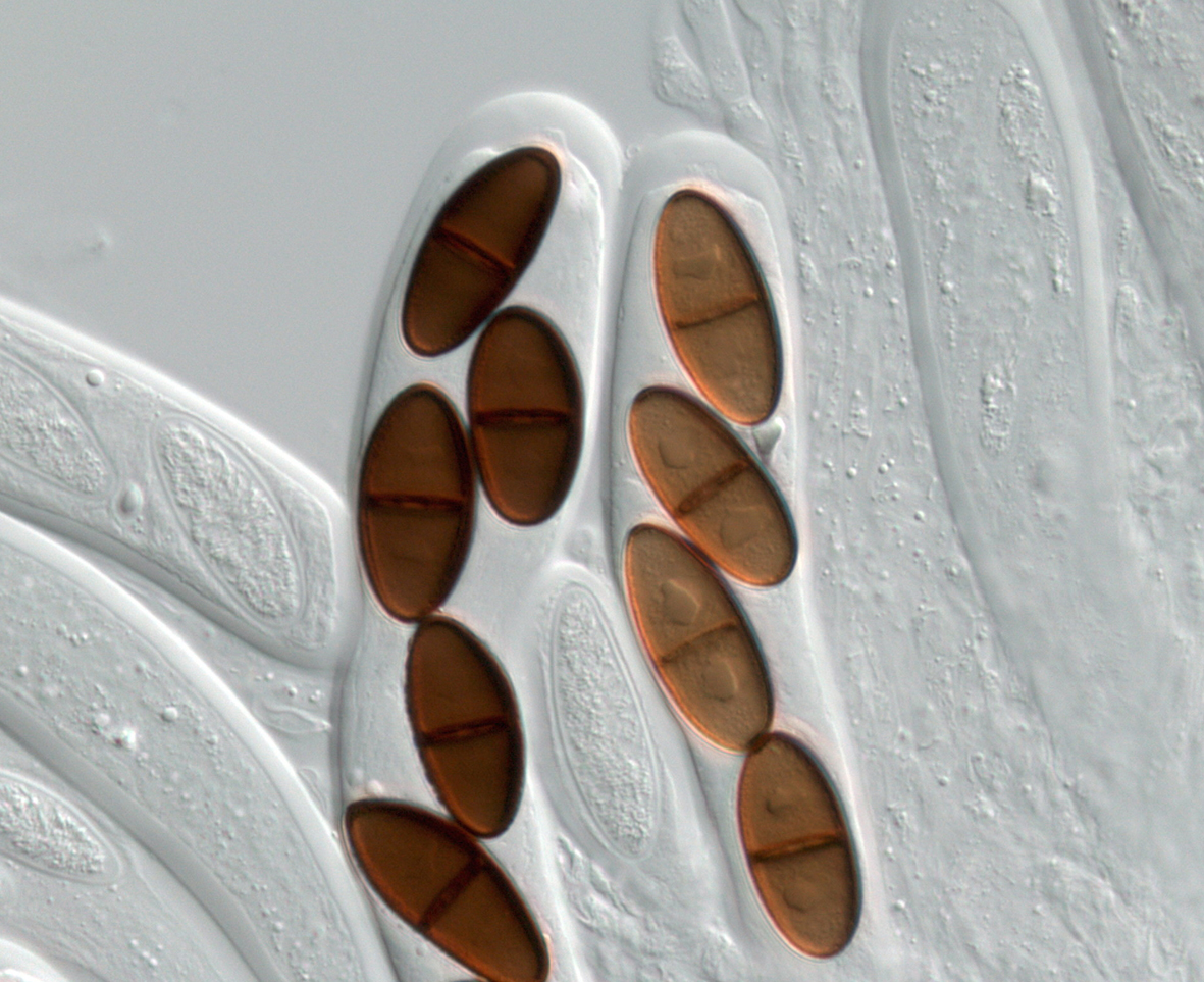 Botryosphaeria | ALAN PHILLIPS